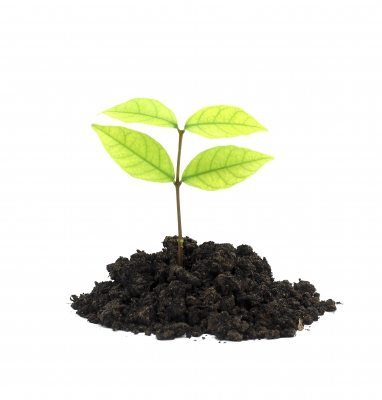 green plant
