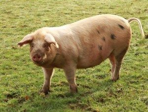 dirty_pig