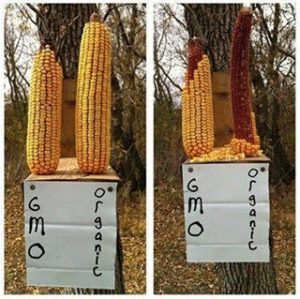 Gmo and organiccorn