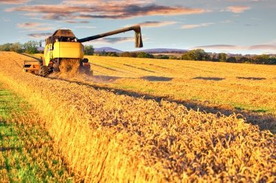 Wheat Good or Bad